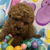 Red, a male Yorkipoo for sale in Rochester, NY – Photo 2 of 2