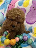 Peter, a male Yorkipoo for sale in Rochester, NY – Photo 4 of 5