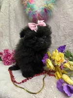 POLLY, a female Pomapoo for sale in Rochester, NY – 3 of 3