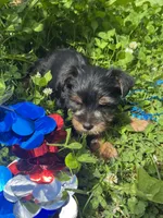 Teddy, a male Yorkshire Terrier for sale in Rochester, NY – 2 of 3