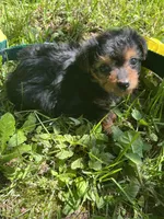 Cookie, a female Yorkipoo for sale in Rochester, NY – 1 of 3