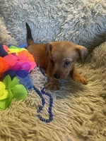 Prince, a male Chorkie for sale in Rochester, NY – 2 of 3
