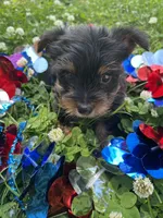 Tucker , a male Yorkshire Terrier for sale in Rochester, NY – 2 of 3