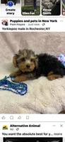 Jimmy, a male Yorkipoo for sale in Rochester, NY – 3 of 4