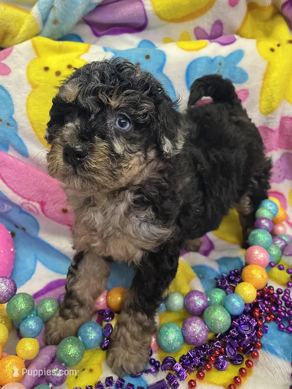 Sky blue – Poodle - Miniature  puppy for sale in Rochester, NY