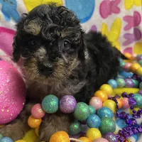 Sky blue, a female Poodle - Miniature  for sale in Rochester, NY – Photo 1 of 2
