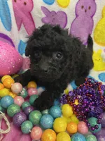 Onex, a female Poodle - Miniature  for sale in Rochester, NY – Photo 3 of 3