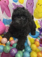 Onex, a female Poodle - Miniature  for sale in Rochester, NY – Photo 2 of 3