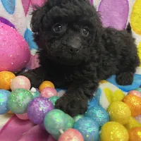 Onex, a female Poodle - Miniature  for sale in Rochester, NY – Photo 1 of 3