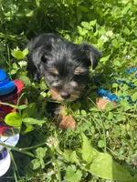 Teddy, a male Yorkshire Terrier for sale in Rochester, NY – 3 of 3