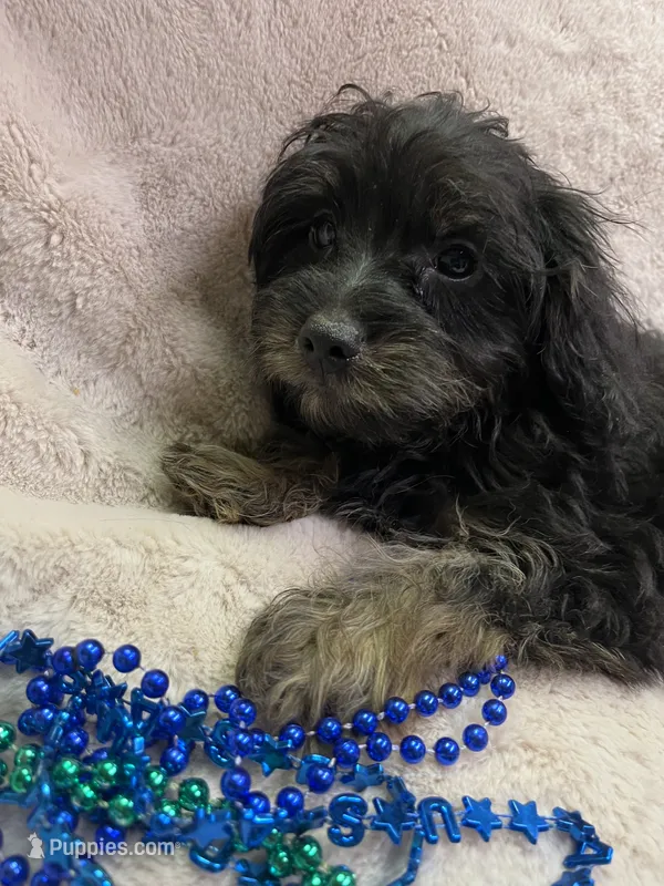 Rocky – Yorkipoo puppy for sale in Rochester, NY