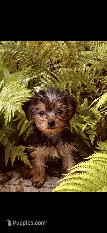 Star, a female Yorkipoo for sale in Rochester, NY – 1 of 1