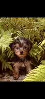 Star, a female Yorkipoo for sale in Rochester, NY – 1 of 1