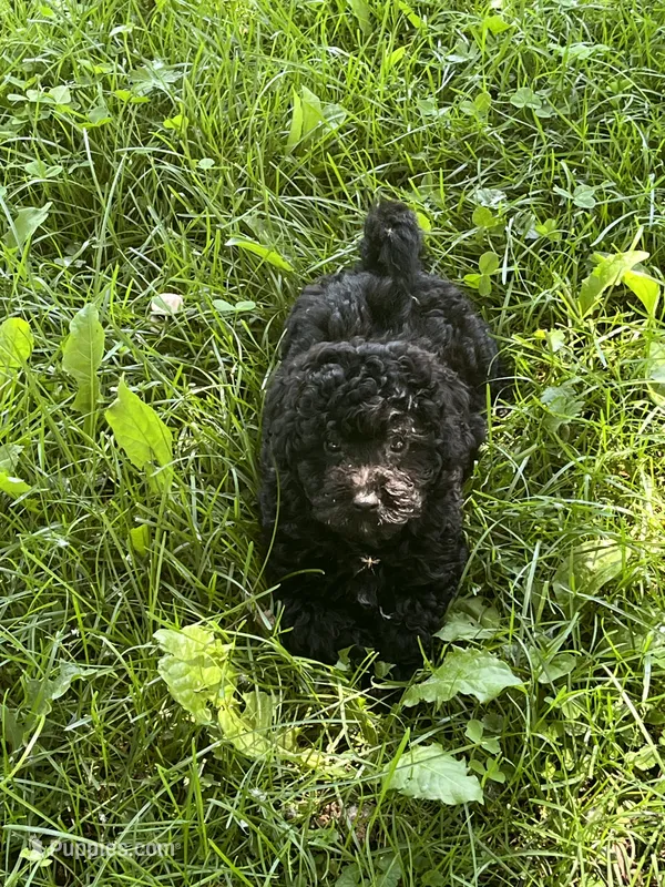 Dillon – Bichon Frise, Poodle - Toy  puppy for sale in Rochester, NY
