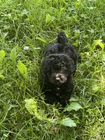 Dillon, a male Bichon Frise and Poodle - Toy  for sale in Rochester, NY – 1 of 2