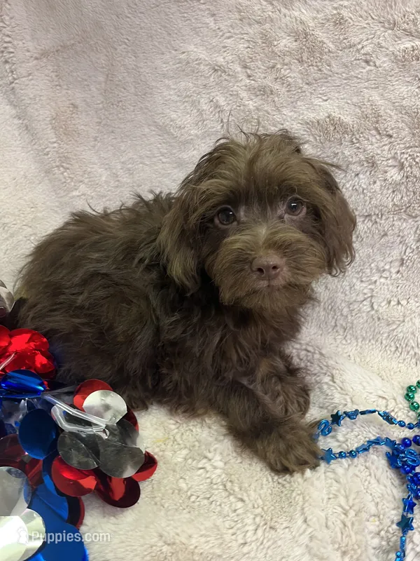 Pete – Yorkipoo puppy for sale in Rochester, NY