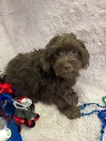 Pete, a male Yorkipoo for sale in Rochester, NY – 1 of 3