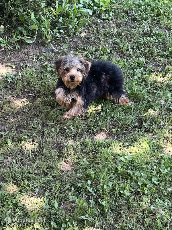 Johnny  – Yorkipoo puppy for sale in Rochester, NY
