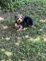 Johnny , a male Yorkipoo for sale in Rochester, NY – 1 of 3