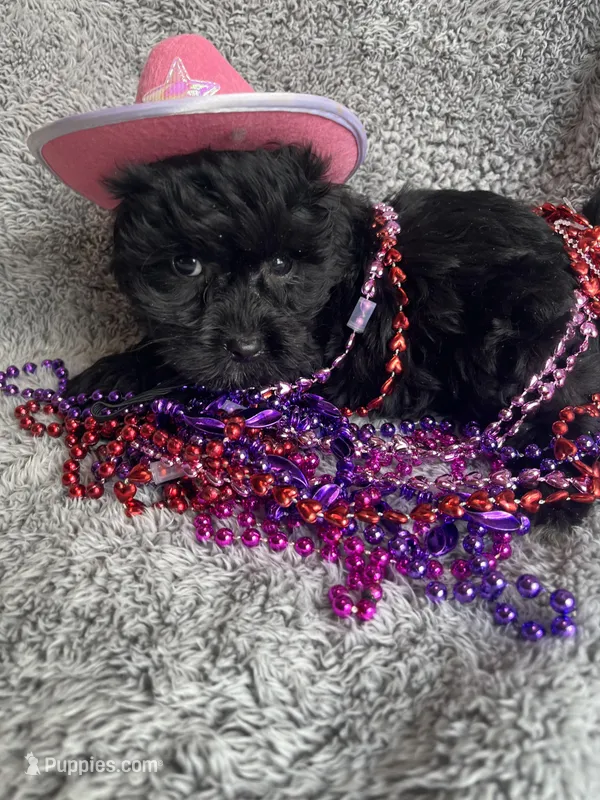 Kelly  – Yorkipoo puppy for sale in Rochester, NY