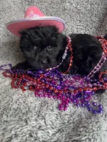 Kelly , a female Yorkipoo for sale in Rochester, NY – 1 of 2
