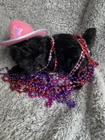 Kelly , a female Yorkipoo for sale in Rochester, NY – 2 of 2