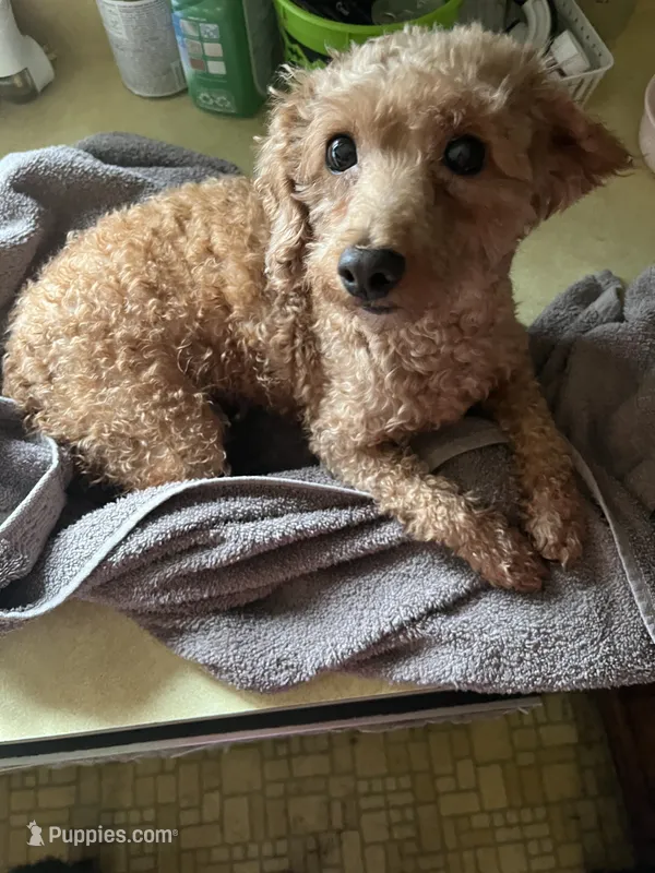 Dawson, a female Poodle - Miniature  for sale in Rochester, NY – 1 of 1