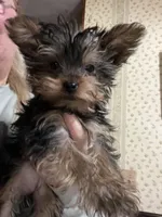 Peanut, a female Yorkshire Terrier for sale in Rochester, NY – Photo 1 of 2
