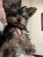 Peanut, a female Yorkshire Terrier for sale in Rochester, NY – Photo 2 of 2