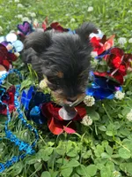 Tucker , a male Yorkshire Terrier for sale in Rochester, NY – 3 of 3