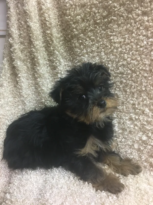 River – Yorkshire Terrier puppy for sale in Rochester, NY