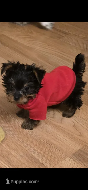 Sparky – Yorkshire Terrier puppy for sale in Rochester, NY