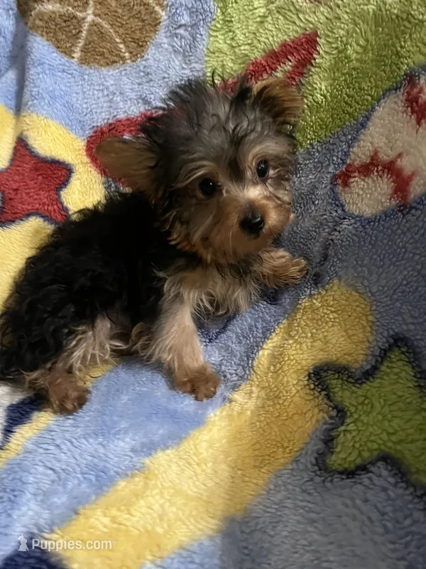 Sparky – Yorkshire Terrier puppy for sale in Rochester, NY