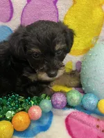 Kenny, a male Schnoodle for sale in Rochester, NY – Photo 2 of 2