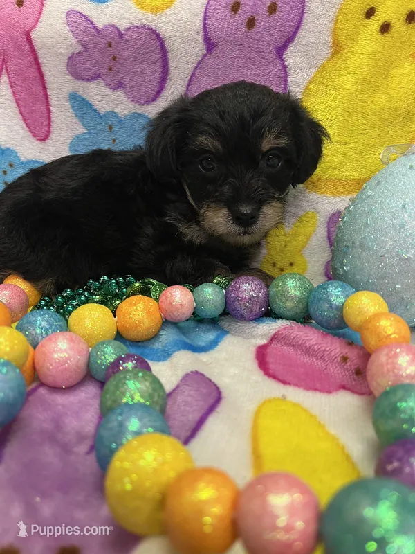 Kenny, a male Schnoodle for sale in Rochester, NY – Photo 1 of 2