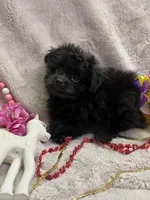 MOLLY, a female Pomapoo for sale in Rochester, NY – 3 of 3