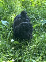 Dillon, a male Bichon Frise and Poodle - Toy  for sale in Rochester, NY – 2 of 2