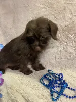 Billy, a male Yorkipoo for sale in Rochester, NY – 2 of 3