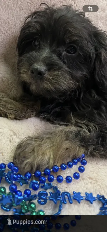 Ricky – Yorkipoo puppy for sale in Rochester, NY