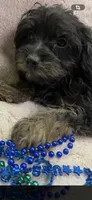 Ricky, a male Yorkipoo for sale in Rochester, NY – 1 of 3