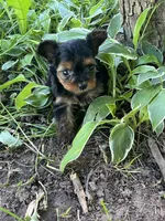 Stella, a female Yorkipoo for sale in Rochester, NY – 3 of 3