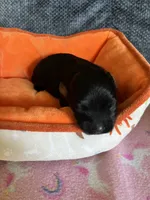 Andy, a male Yorkipoo for sale in Rochester, NY – 3 of 3