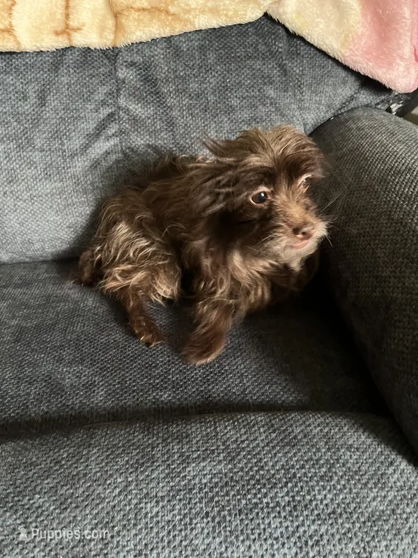 Leigha – Yorkipoo puppy for sale in Rochester, NY