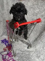Kathy, a female Yorkipoo for sale in Rochester, NY – 2 of 3
