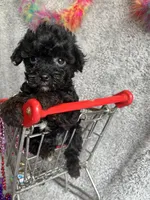 Kathy, a female Yorkipoo for sale in Rochester, NY – 1 of 3
