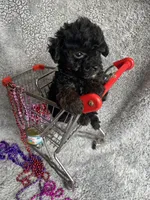 Kathy, a female Yorkipoo for sale in Rochester, NY – 3 of 3