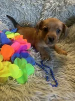 Prince, a male Chorkie for sale in Rochester, NY – 1 of 3