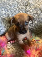 Princess, a female Chorkie for sale in Rochester, NY – 2 of 4