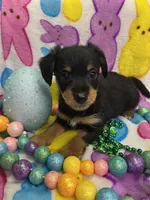 Diesel, a male Yorkshire Terrier and Poodle - Miniature  for sale in Rochester, NY – Photo 2 of 4