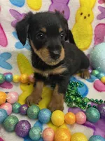 Diesel, a male Yorkshire Terrier and Poodle - Miniature  for sale in Rochester, NY – Photo 3 of 4